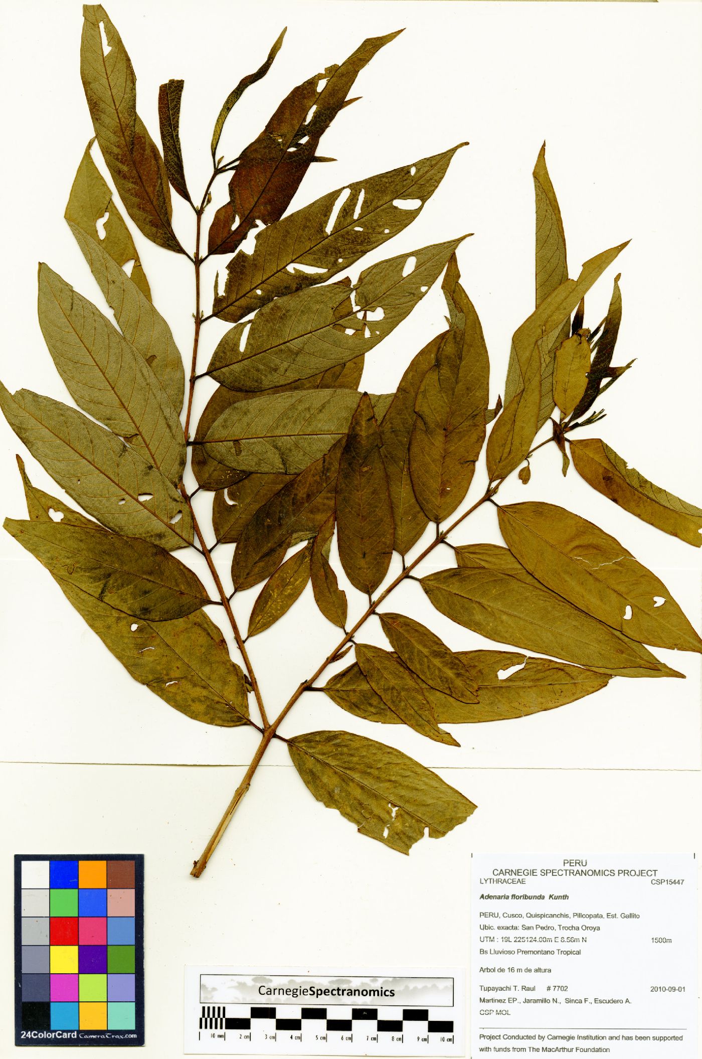 Adenaria floribunda image