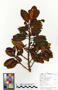 Image of Clethra castaneifolia