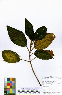 Miconia dispar image