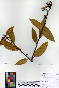 Cavendishia bracteata image