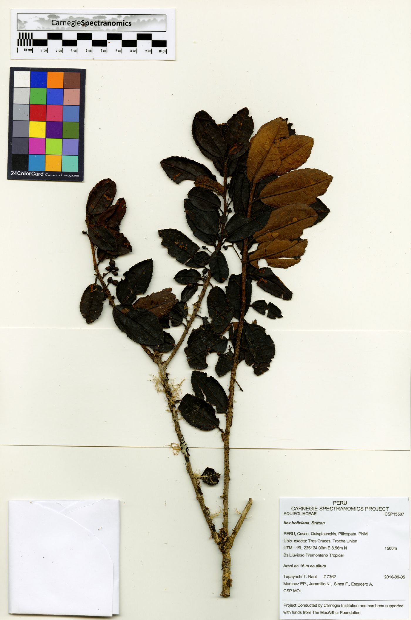 Ilex sessiliflora image