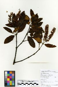 Image of Weinmannia latifolia