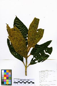 Miconia floribunda image