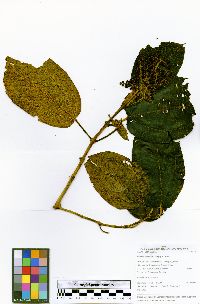 Miconia rivetii image