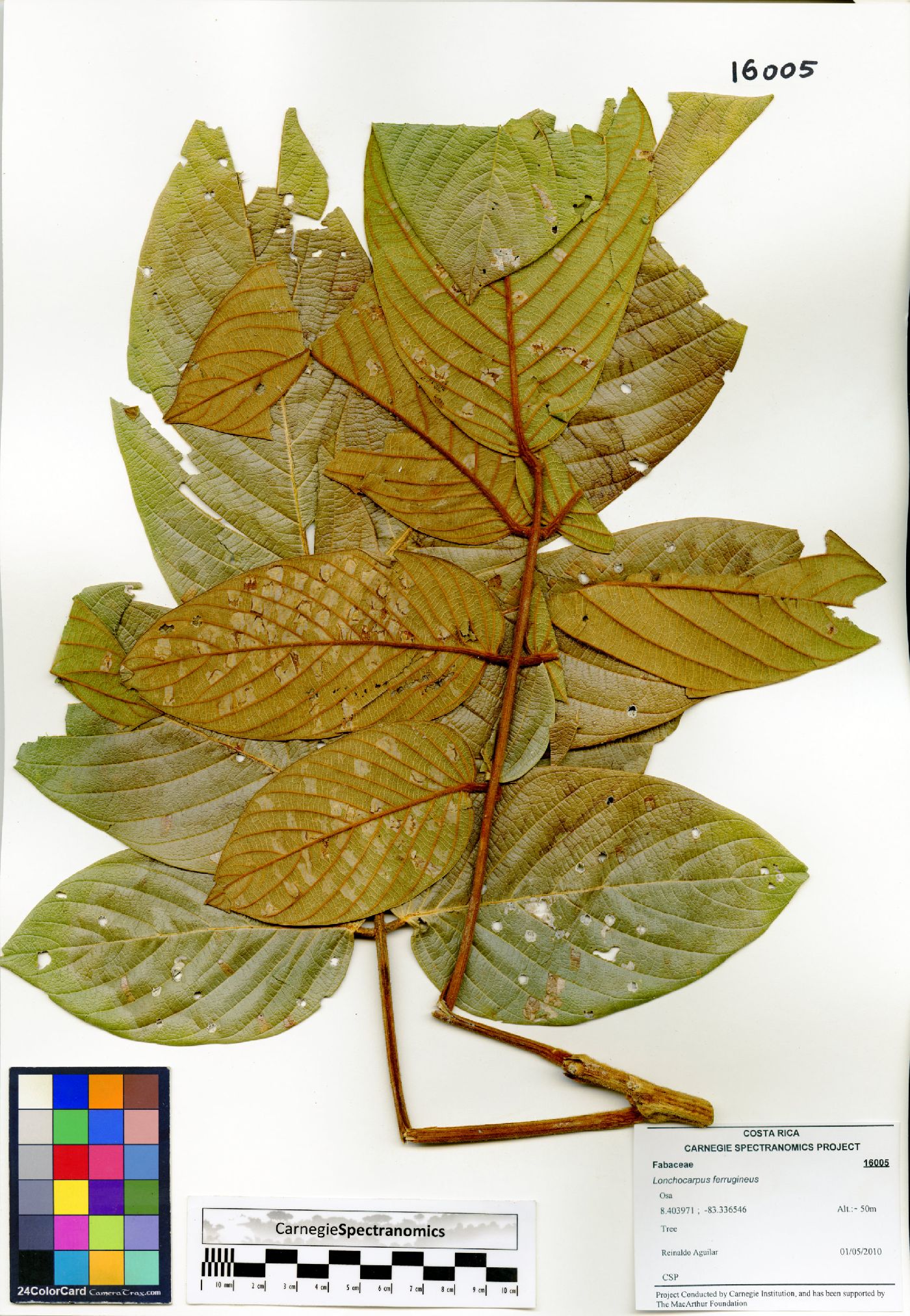 Lonchocarpus ferrugineus image