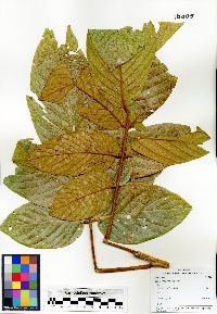 Image of Lonchocarpus ferrugineus