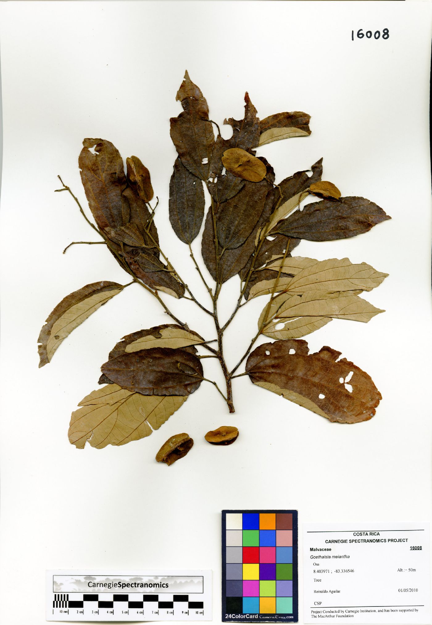 Goethalsia image