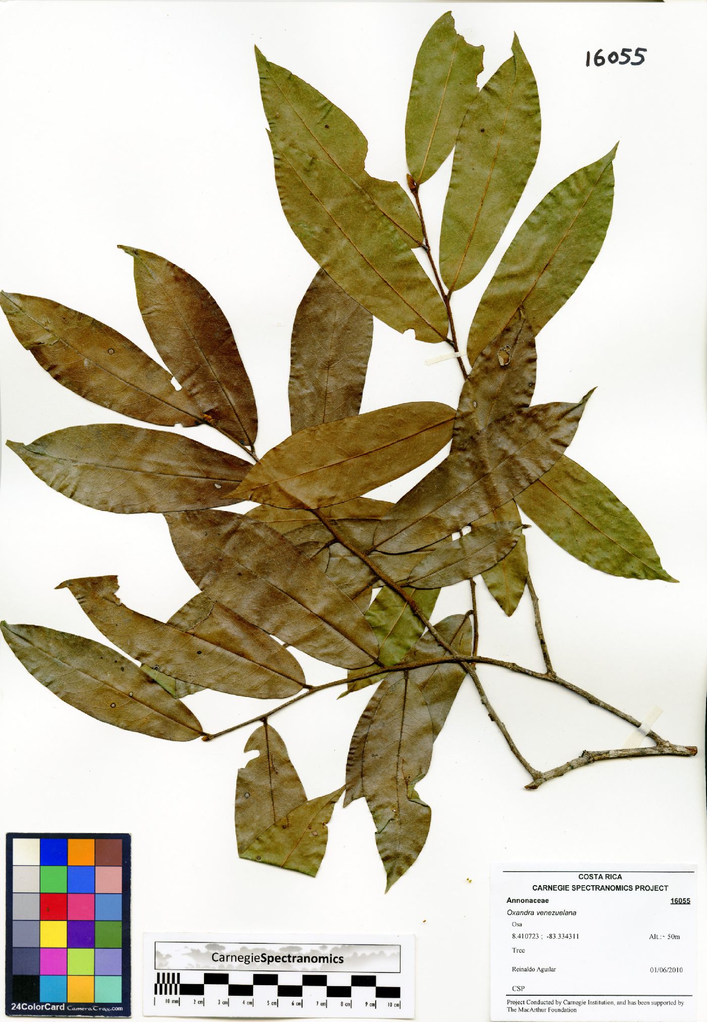 Oxandra venezuelana image