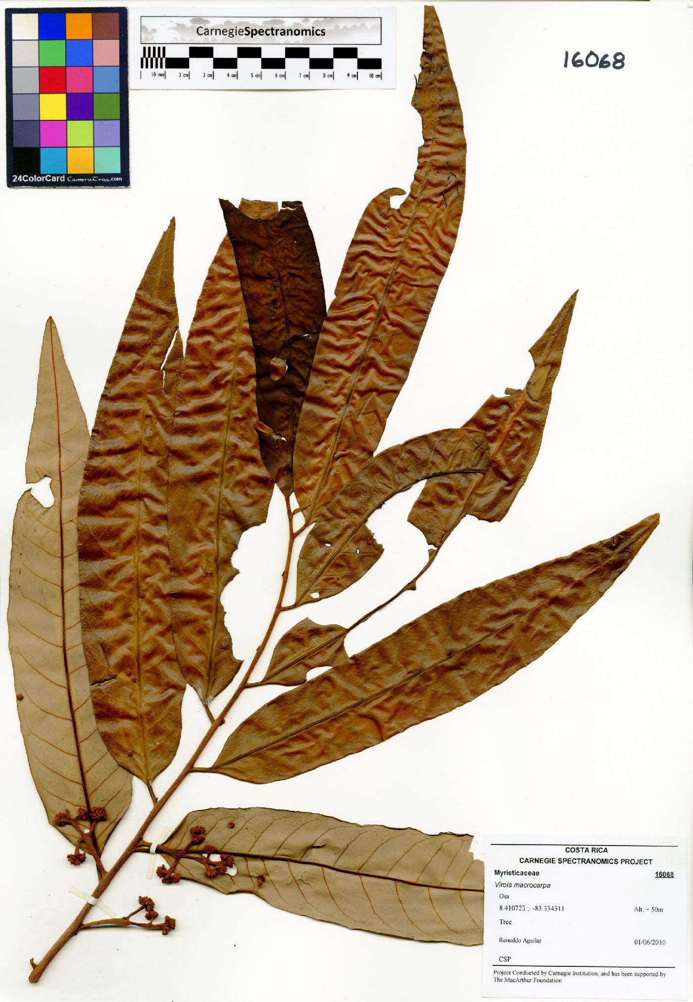 Virola macrocarpa image