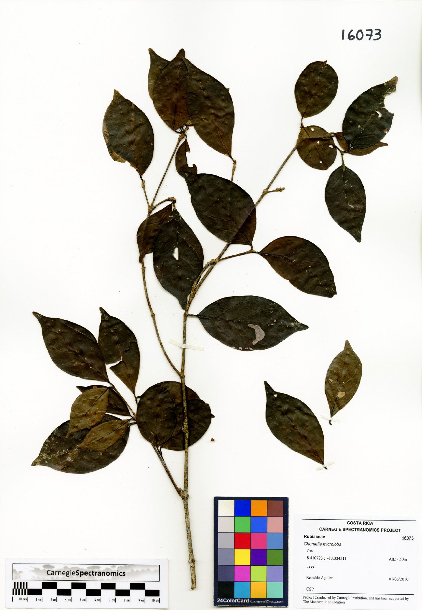 Chomelia microloba image