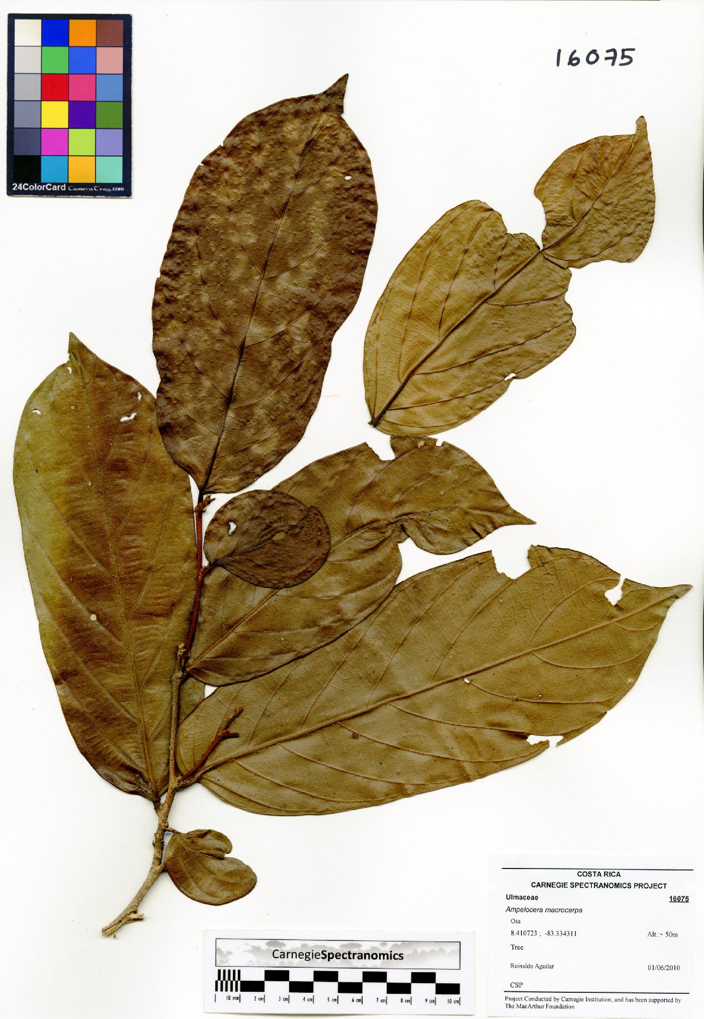 Ampelocera macrocarpa image