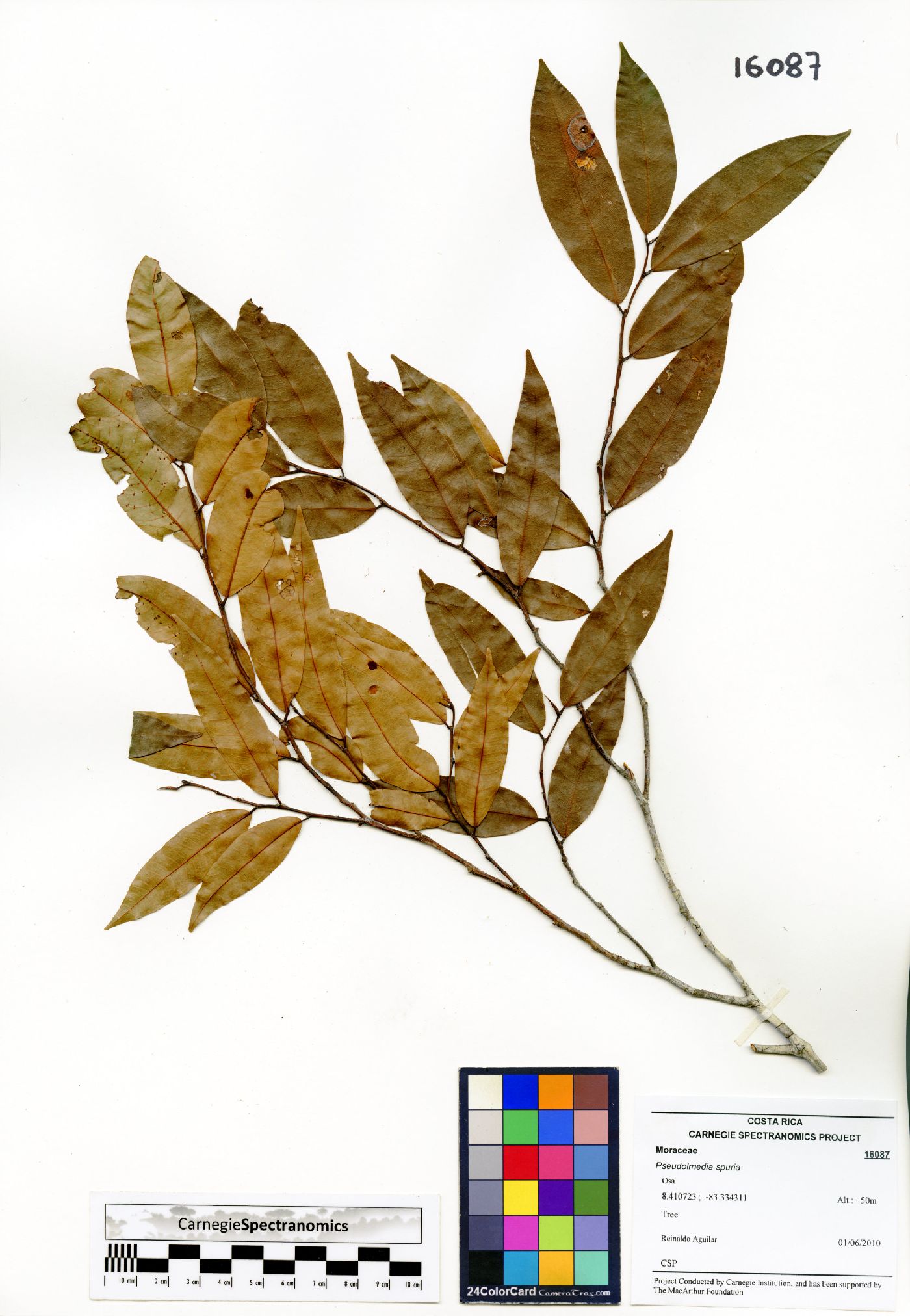 Pseudolmedia spuria image