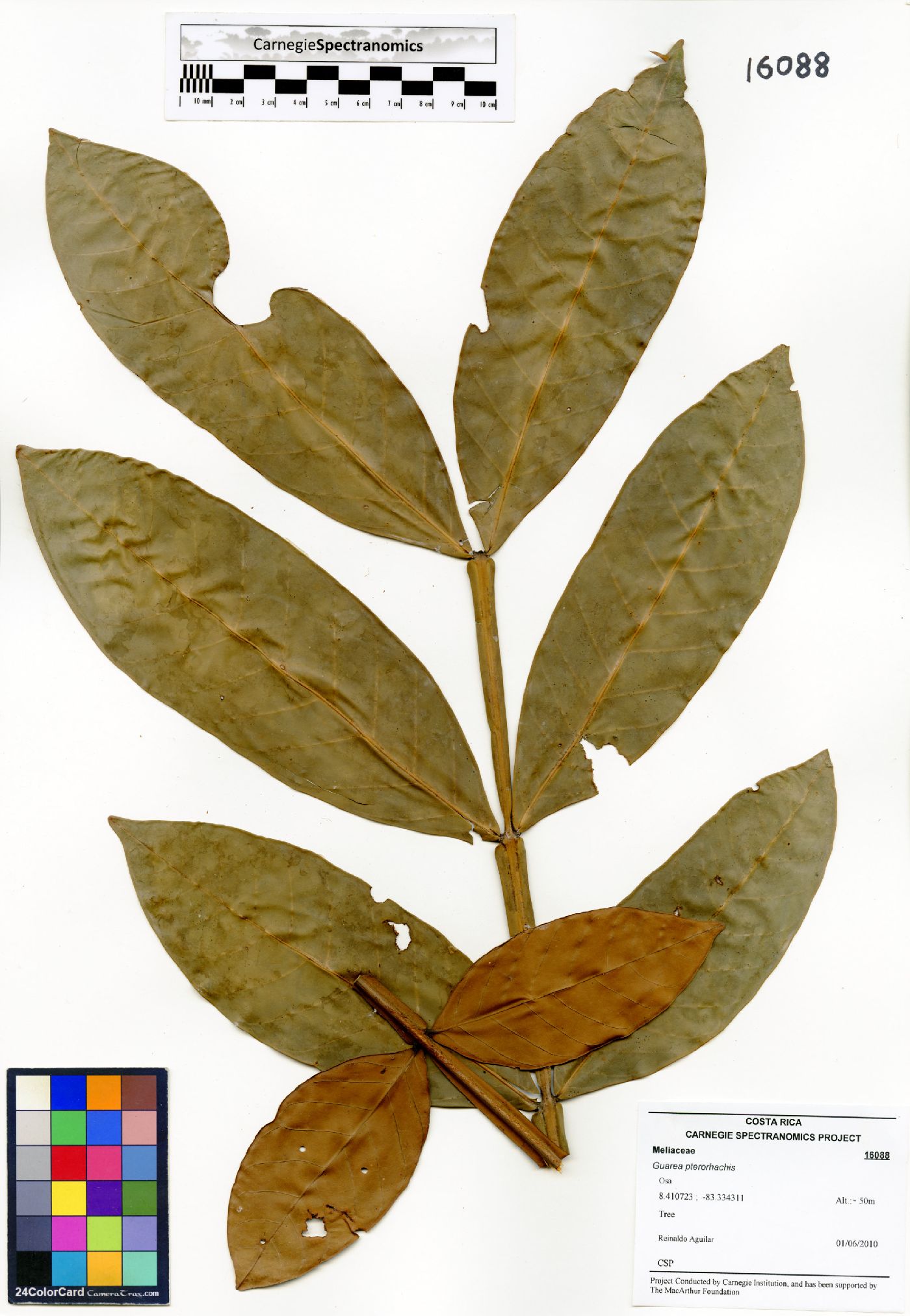 Guarea pterorhachis image