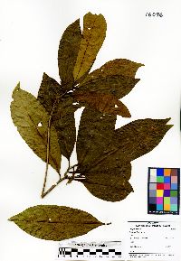 Gustavia brachycarpa image