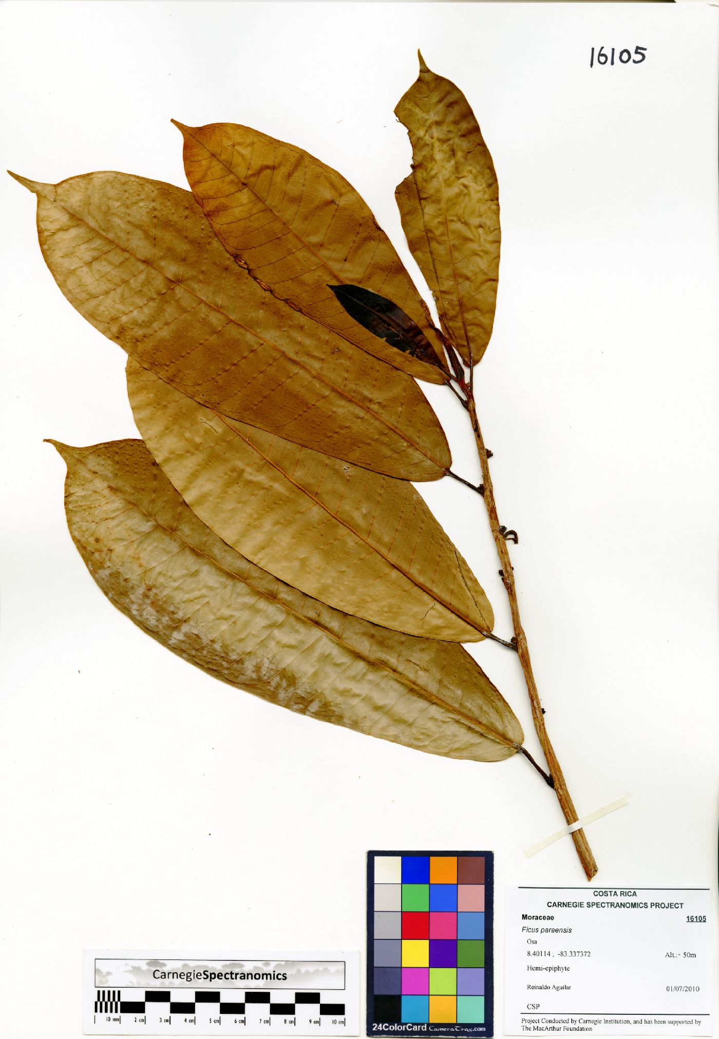 Ficus paraensis image