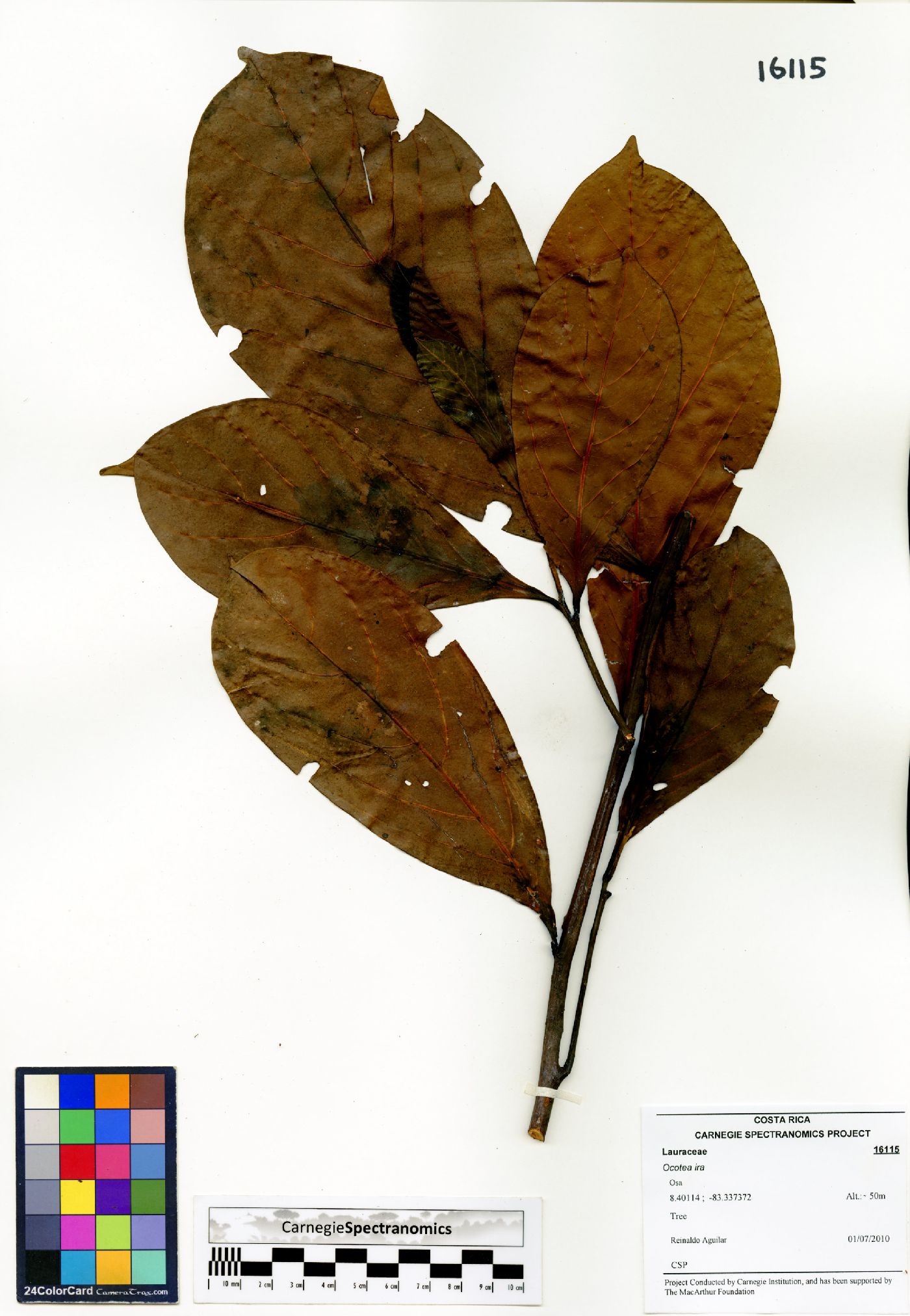 Ocotea insularis image