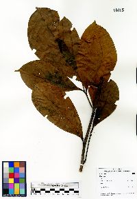 Ocotea insularis image