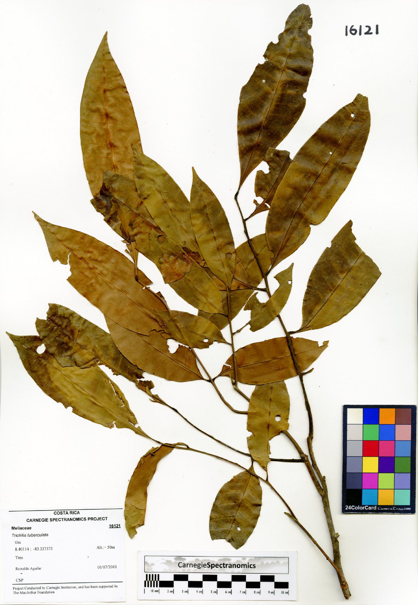 Trichilia tuberculata image