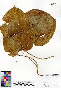 Dioscorea urophylla image