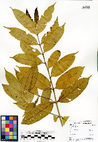 Vochysia ferruginea image