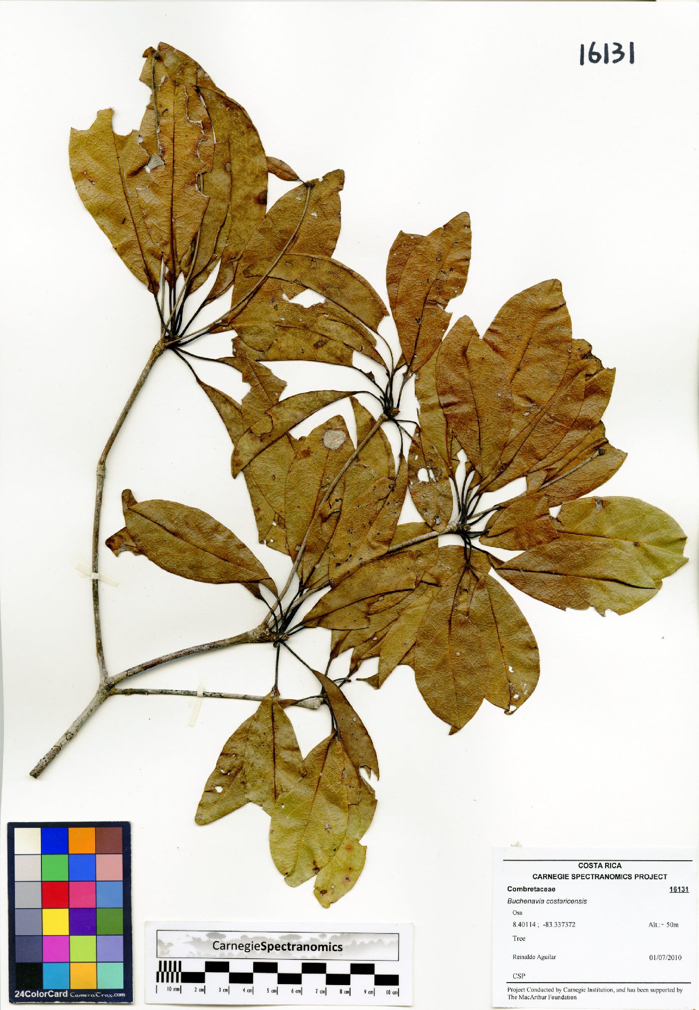 Terminalia costaricensis image