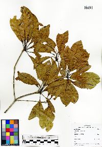 Image of Terminalia costaricensis