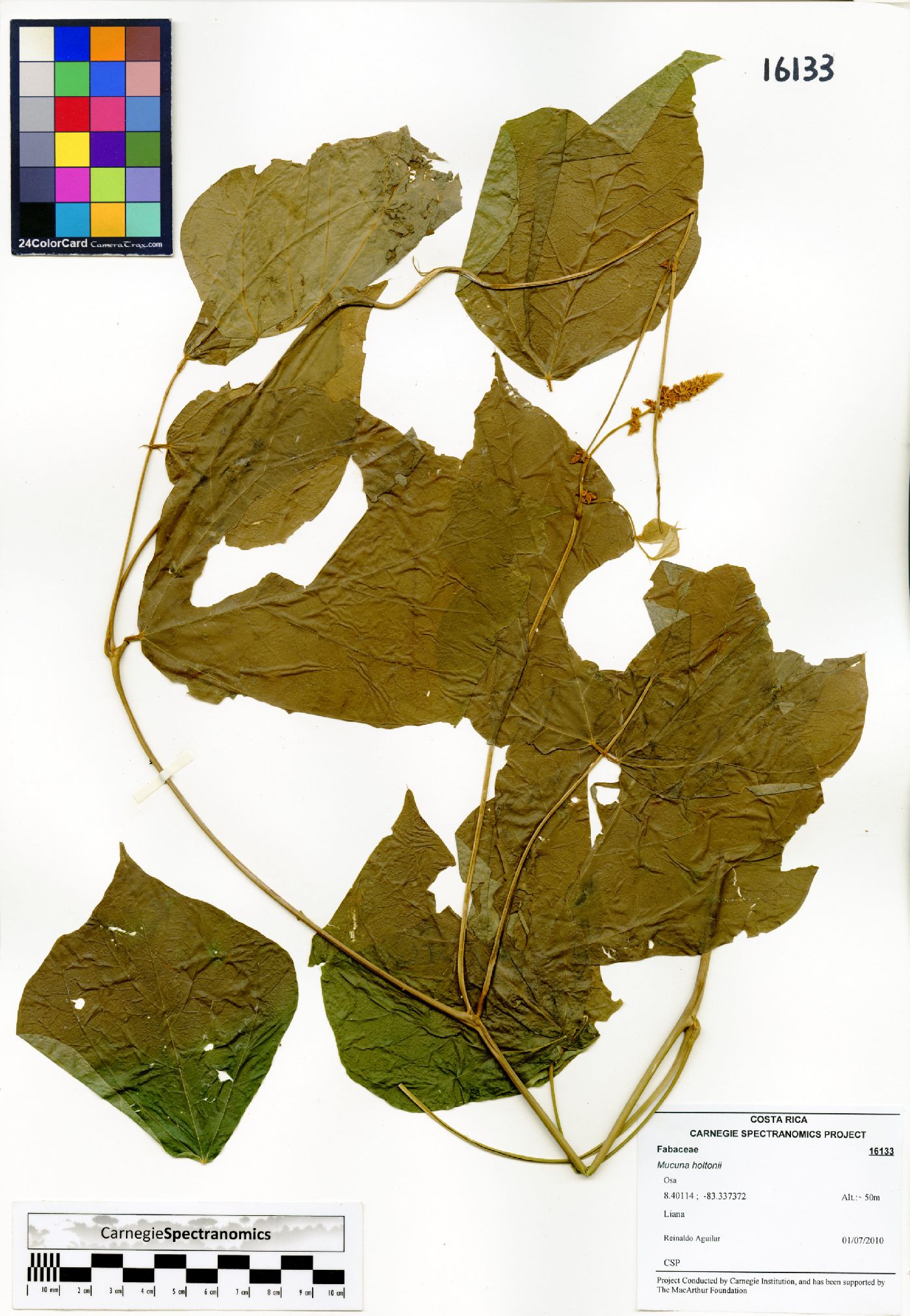 Mucuna holtonii image