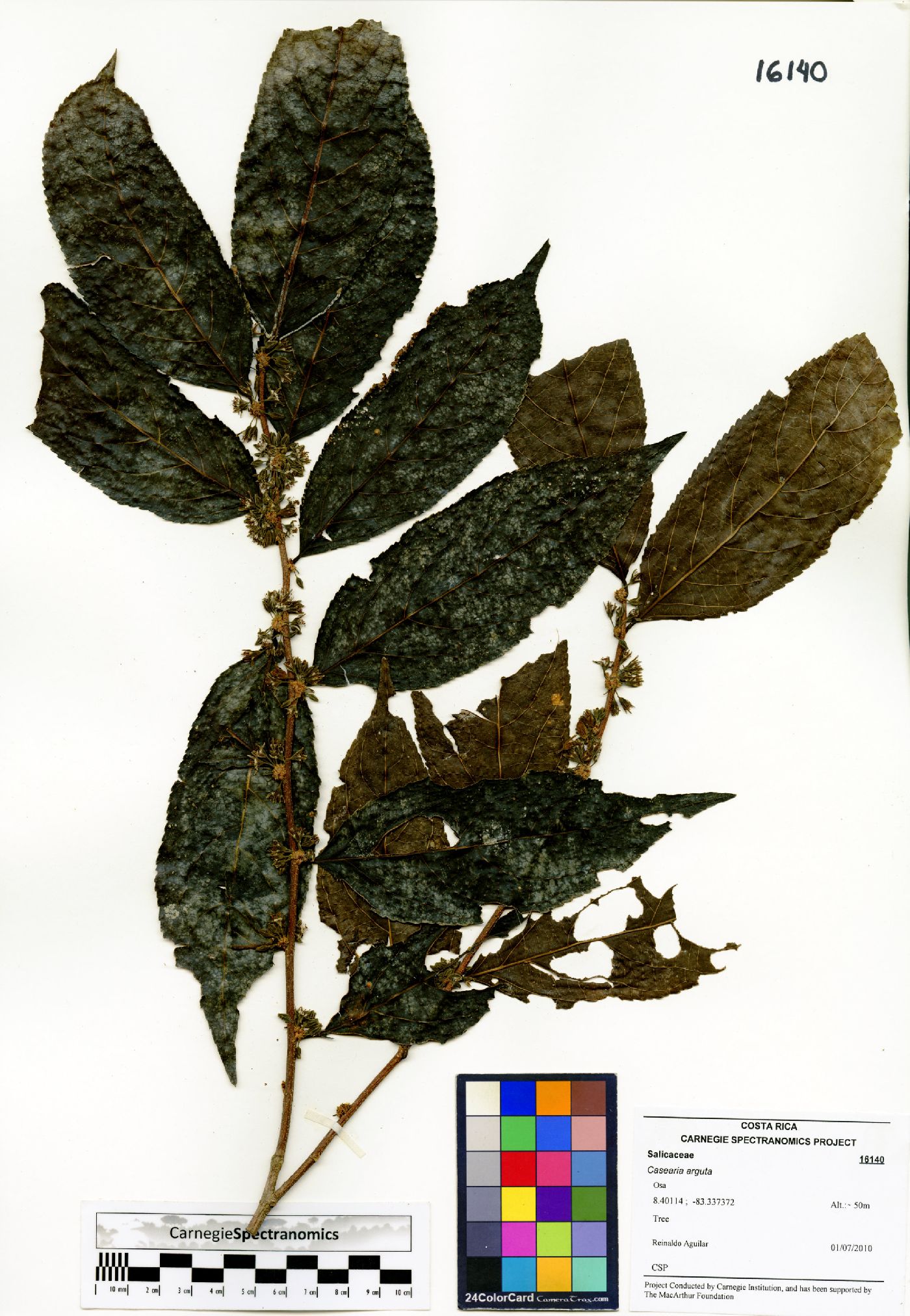 Casearia arguta image