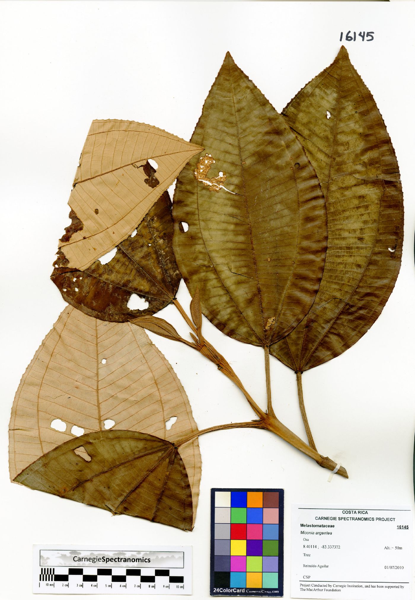 Miconia argentea image