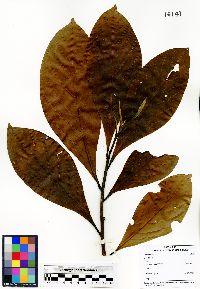 Ocotea insularis image