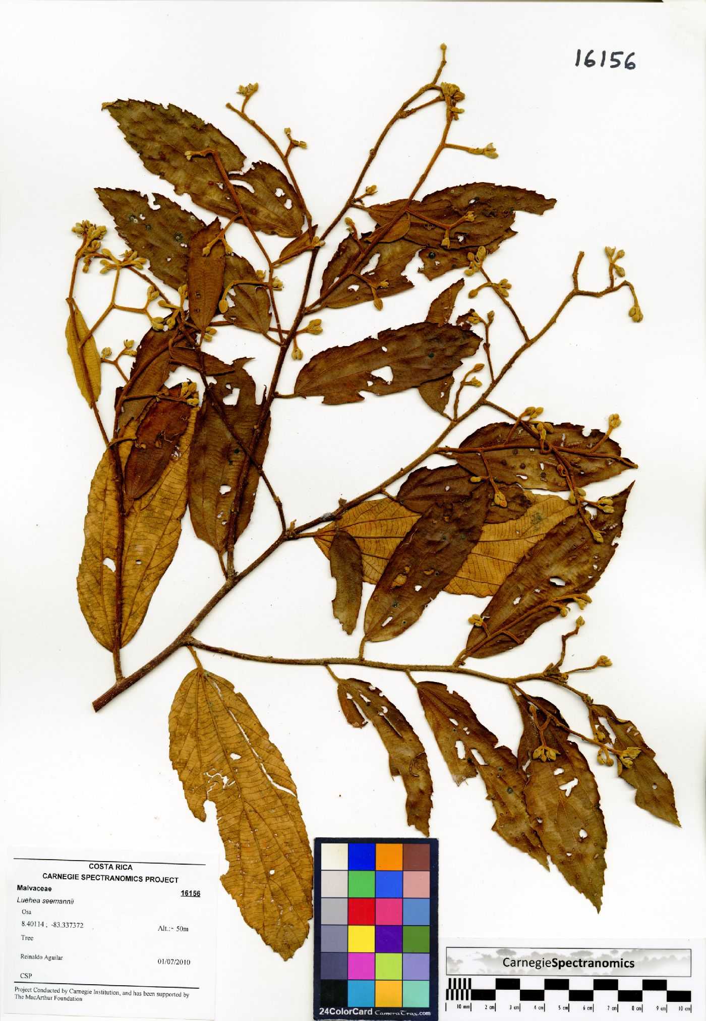 Luehea seemannii image