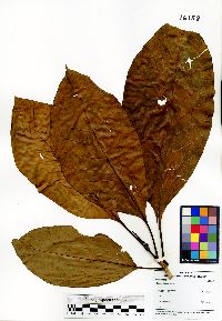 Chimarrhis latifolia image