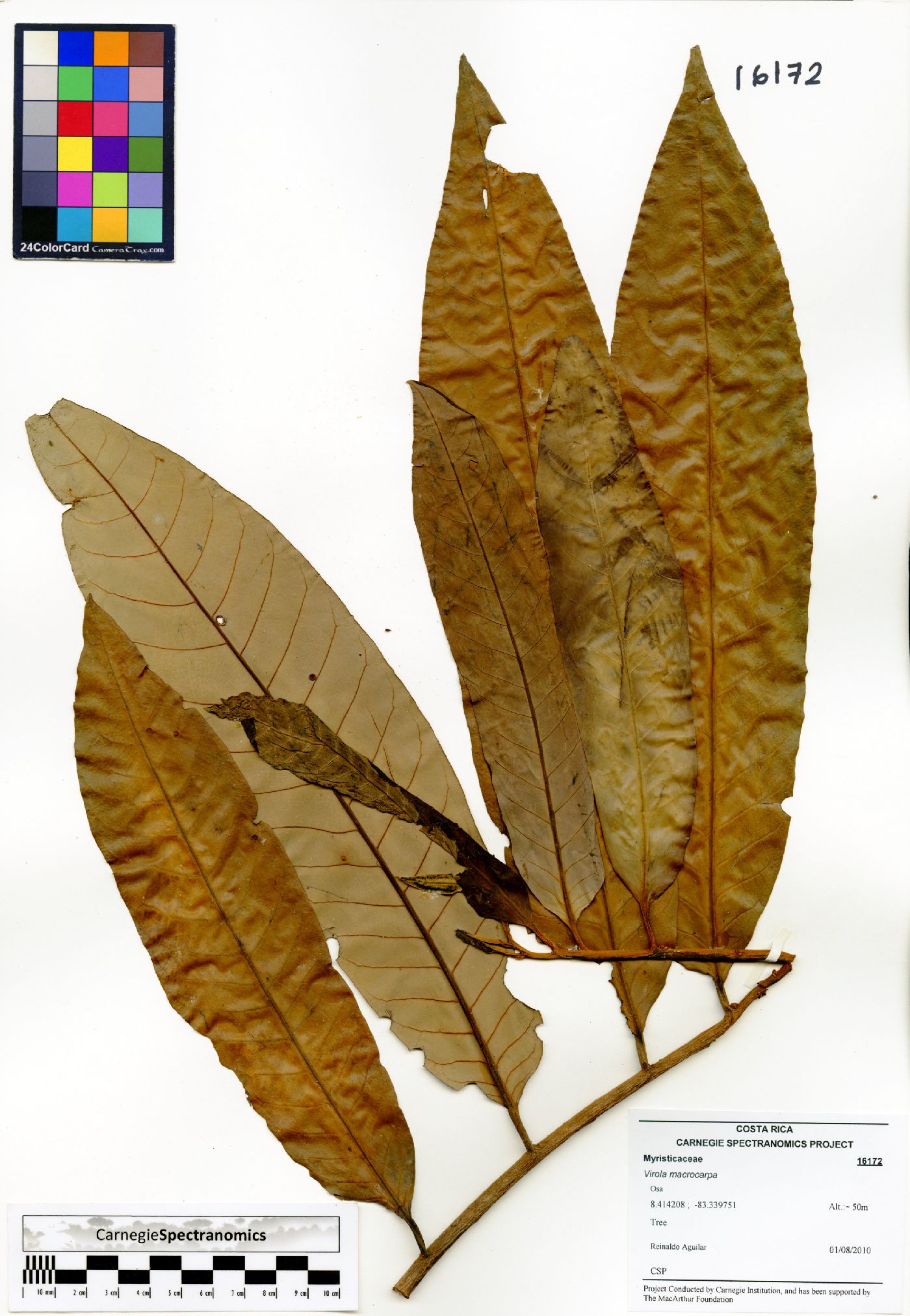 Virola macrocarpa image