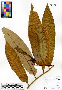 Virola macrocarpa image