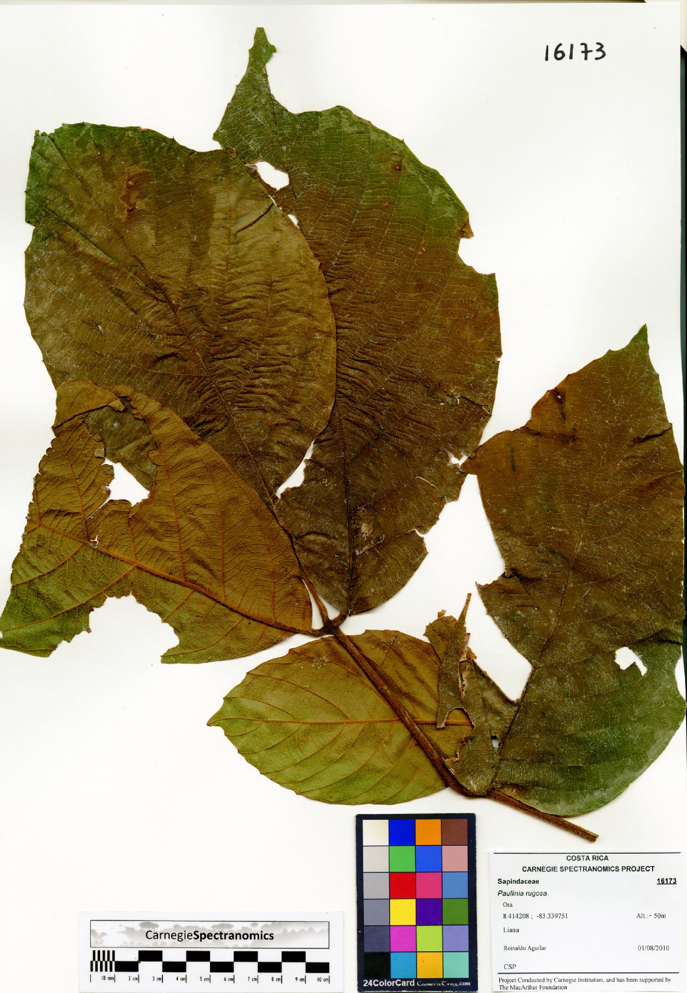 Paullinia rugosa image