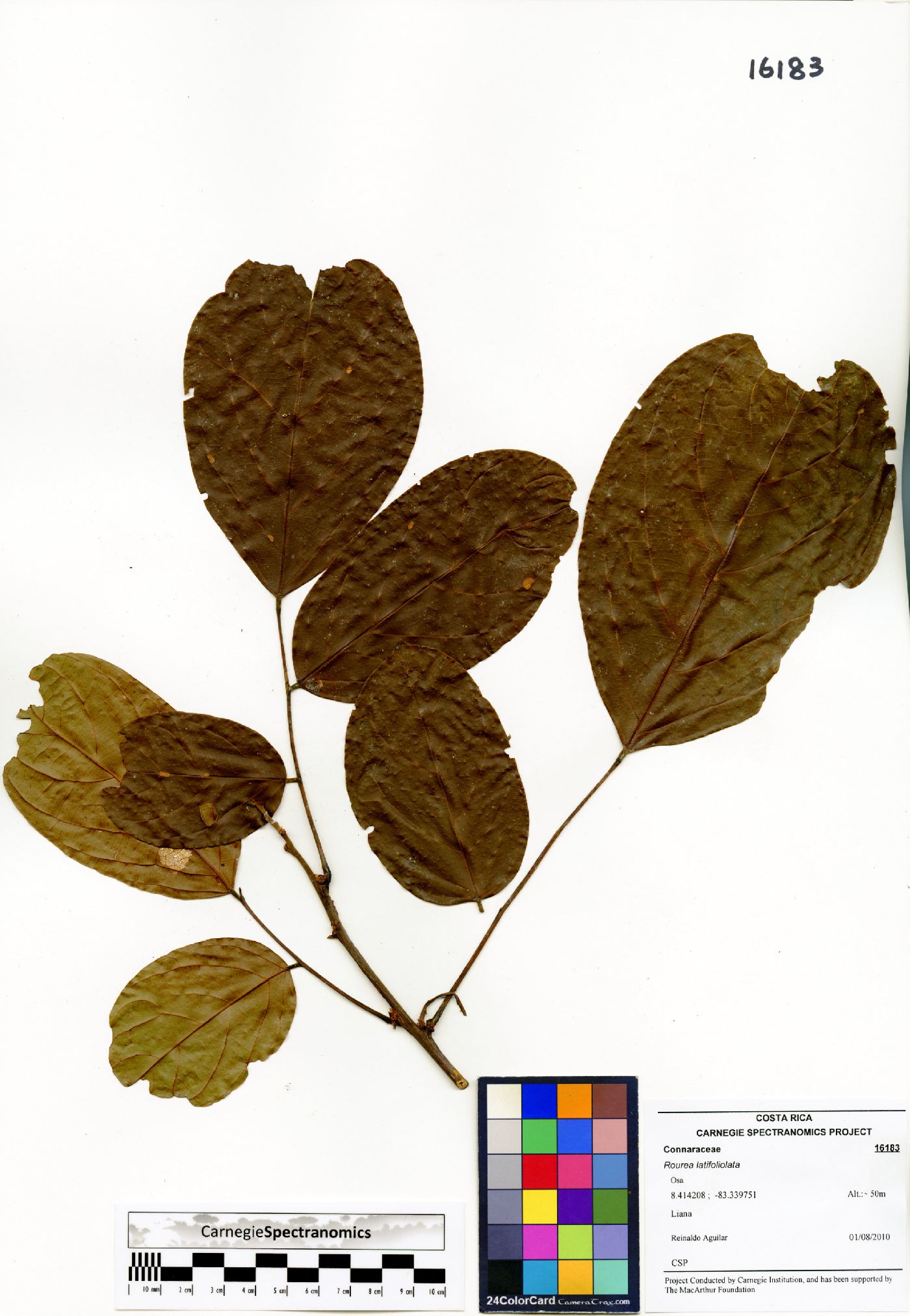 Rourea latifoliolata image