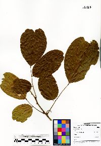 Image of Rourea latifoliolata