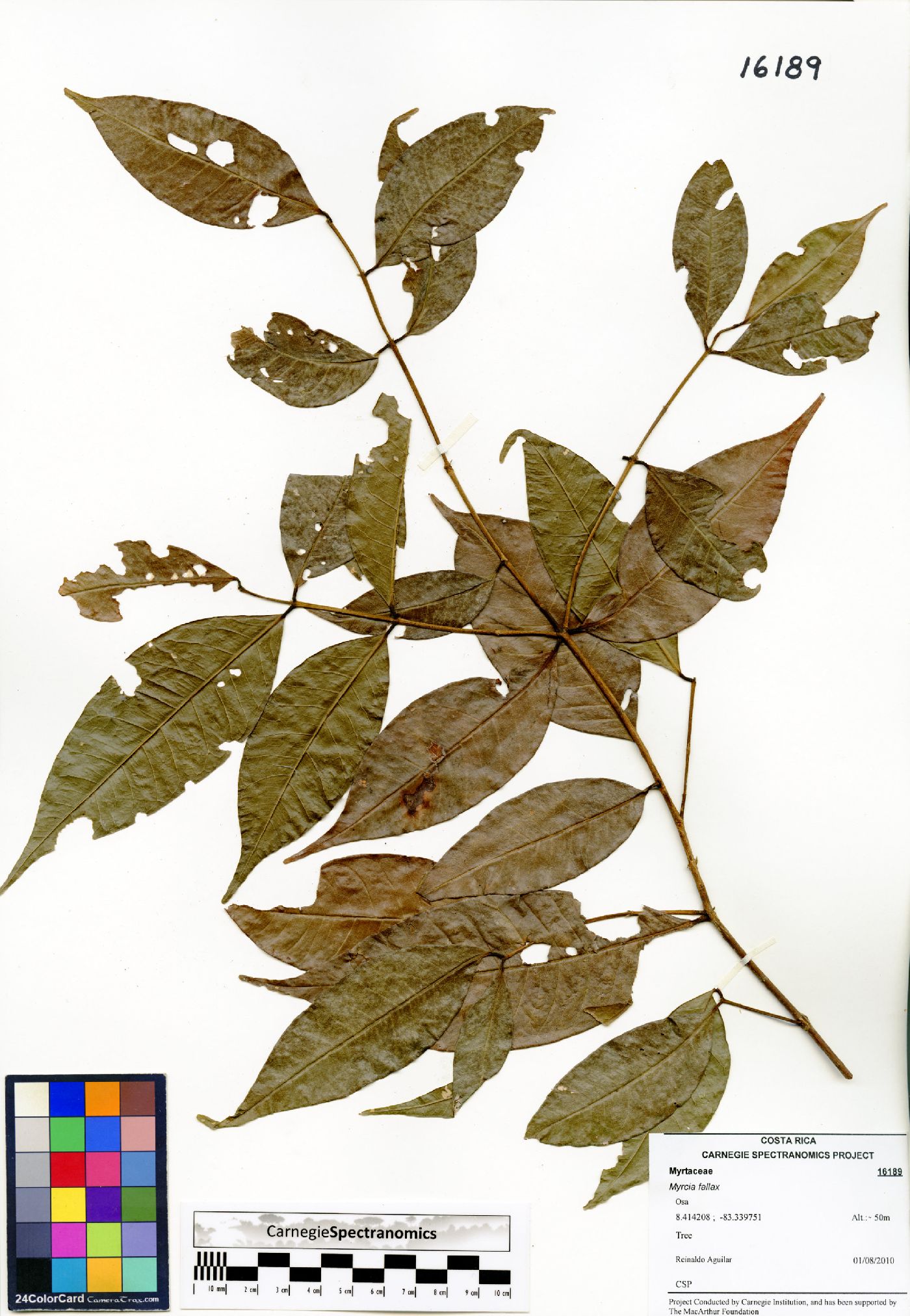 Myrcia fallax image