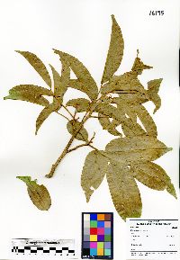 Myroxylon balsamum image