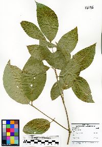 Bunchosia argentea image