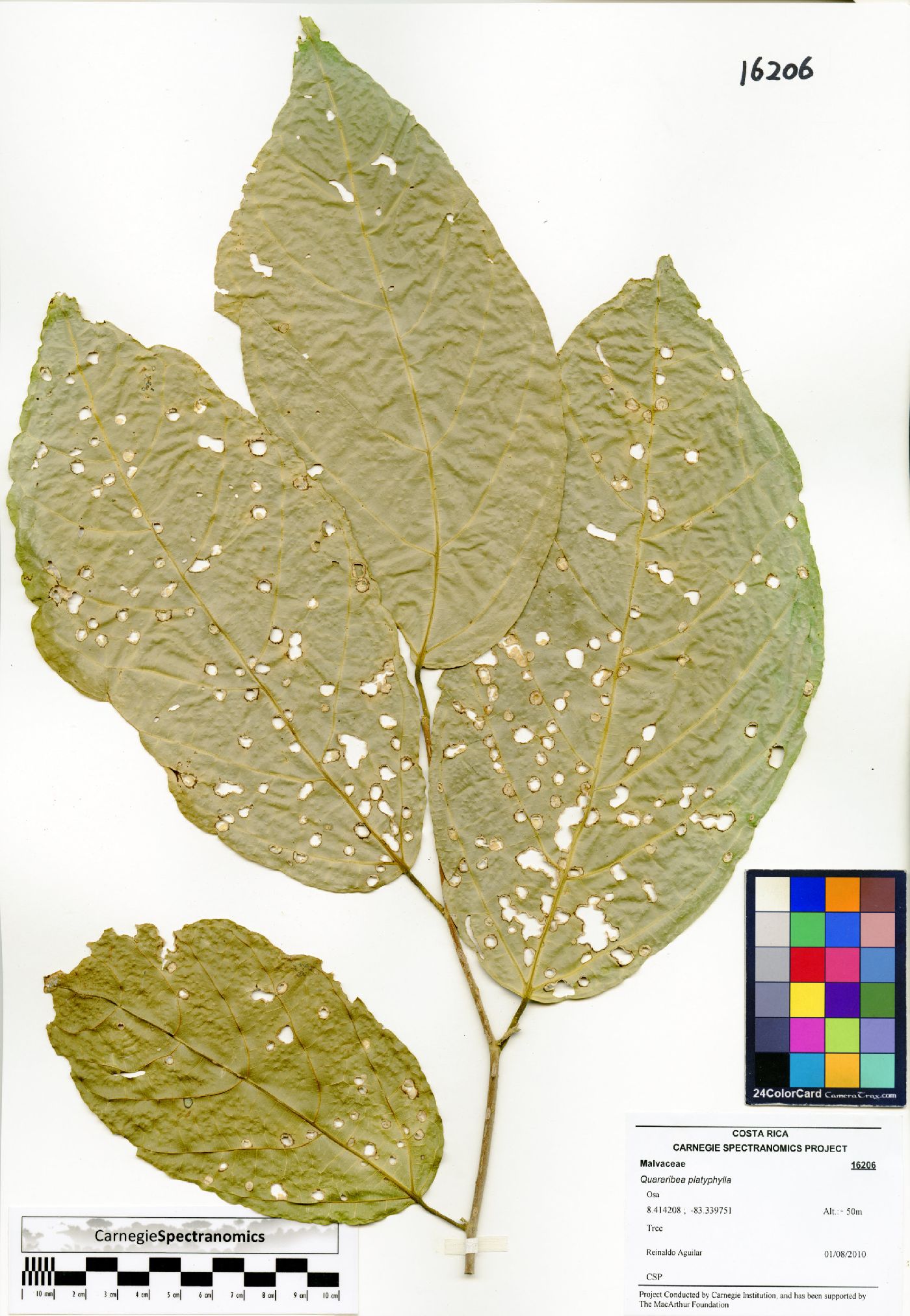 Quararibea platyphylla image