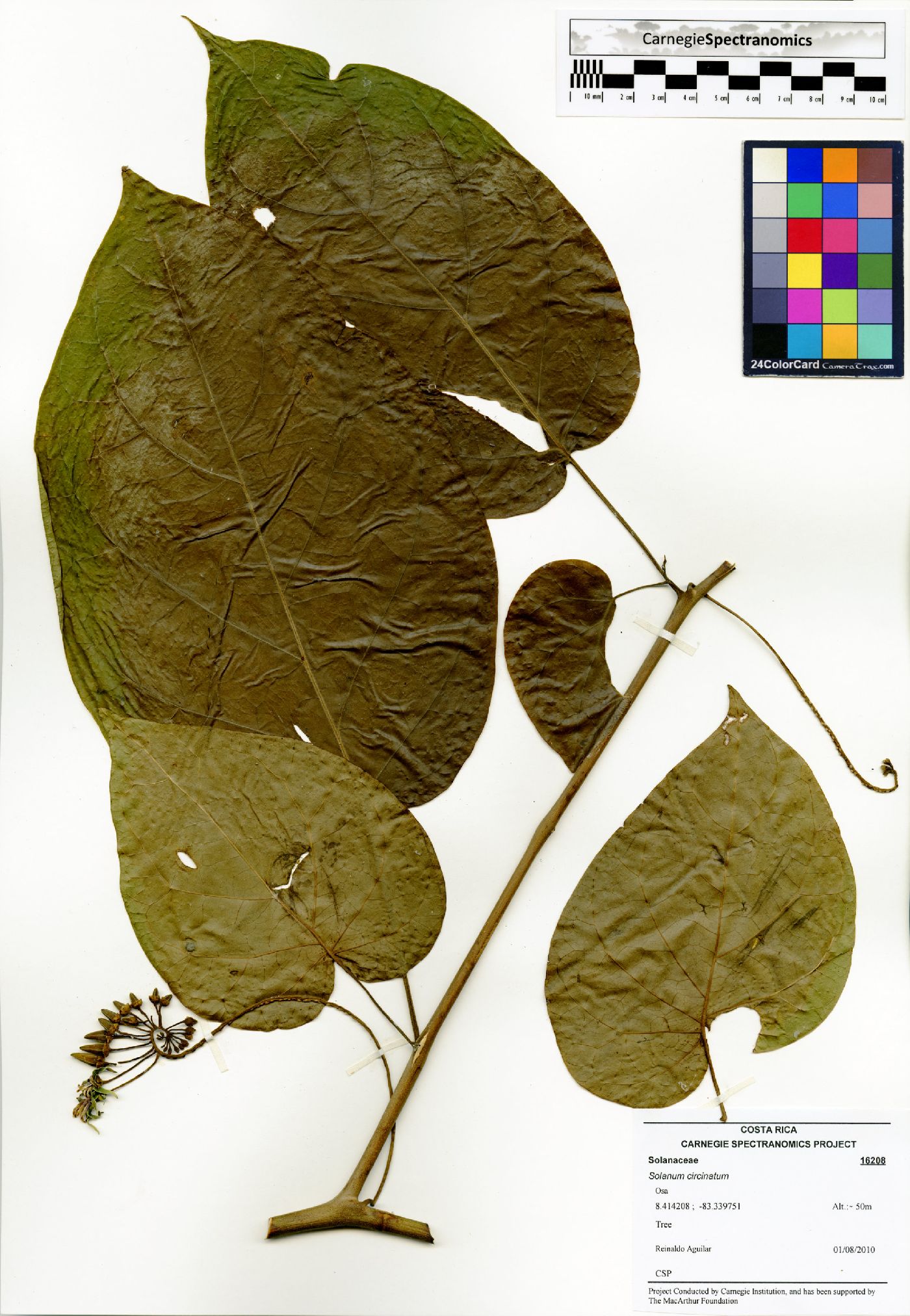 Solanum circinatum image