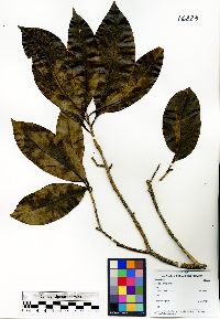 Ocotea veraguensis image