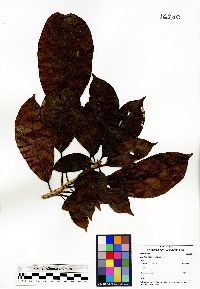 Dendropanax caucanus image