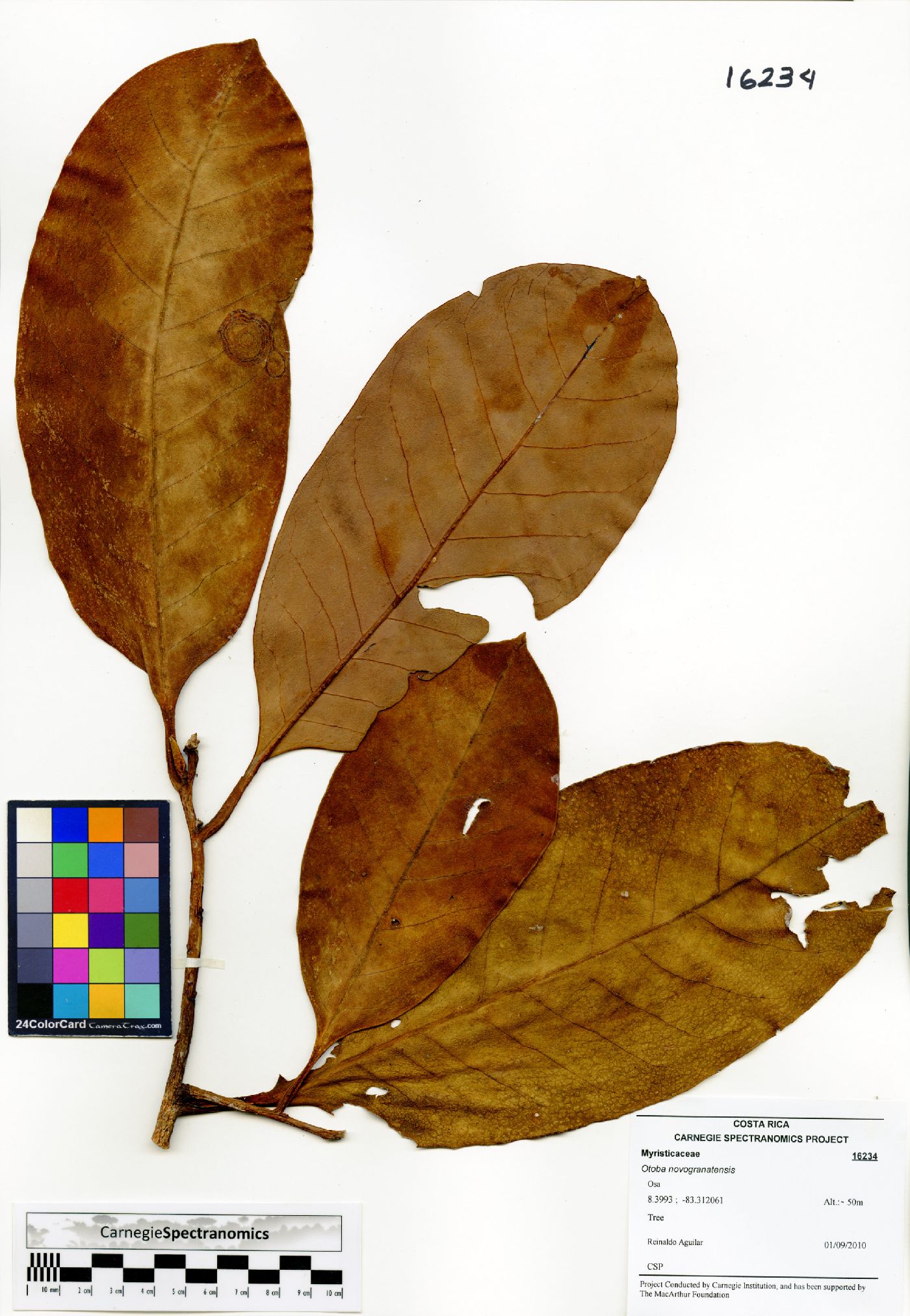 Otoba novogranatensis image