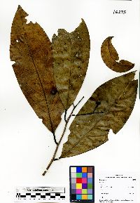 Image Associated With the Occurence