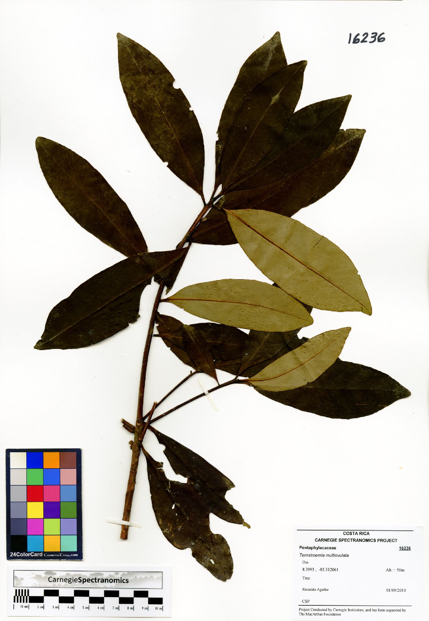 Ternstroemia multiovulata image