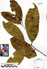 Image Associated With the Occurence