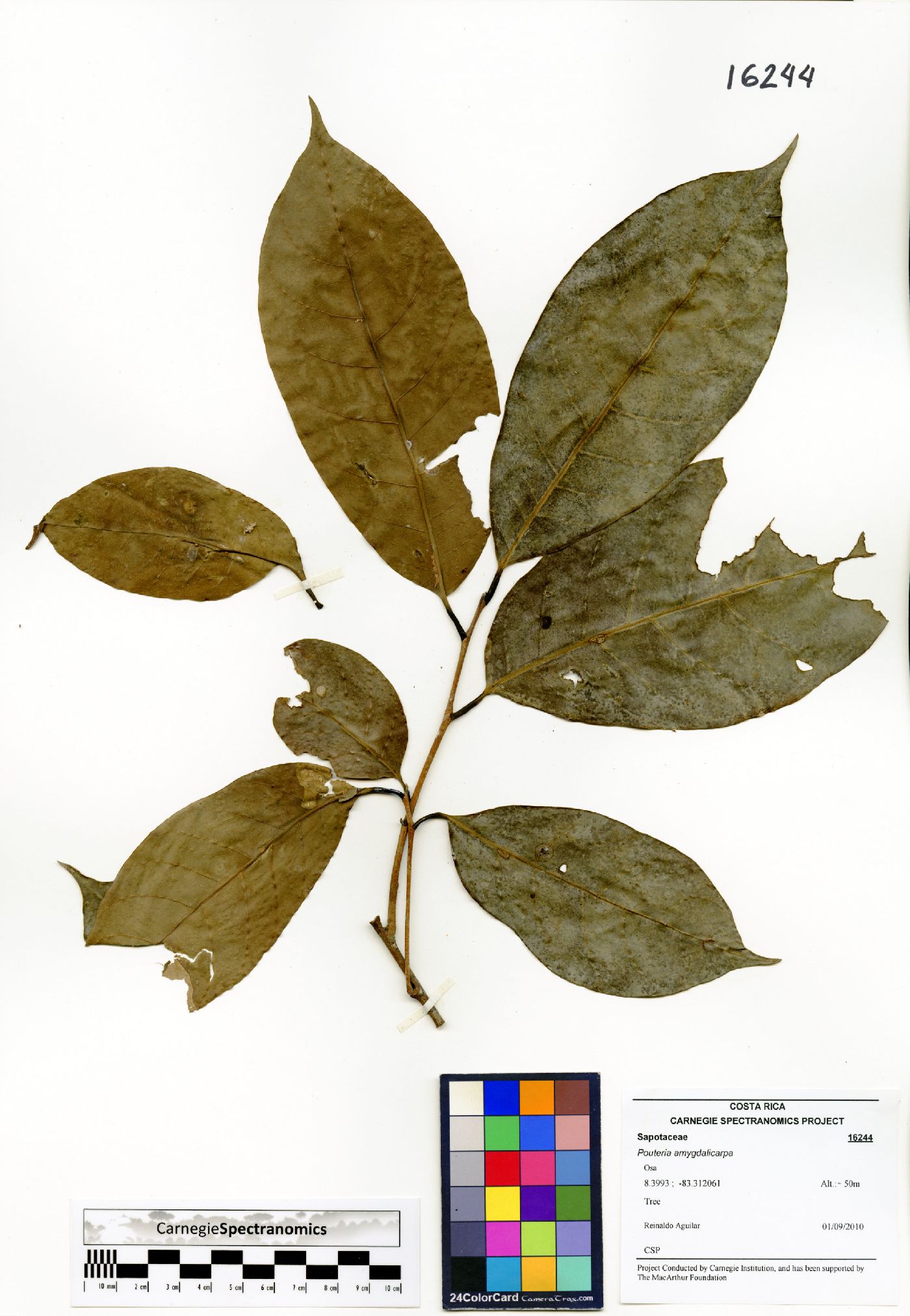 Pouteria amygdalicarpa image