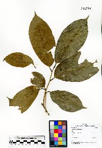 Pouteria amygdalicarpa image